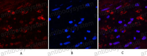 Валидация IF - AntibodySystem RMP13401 (1728)