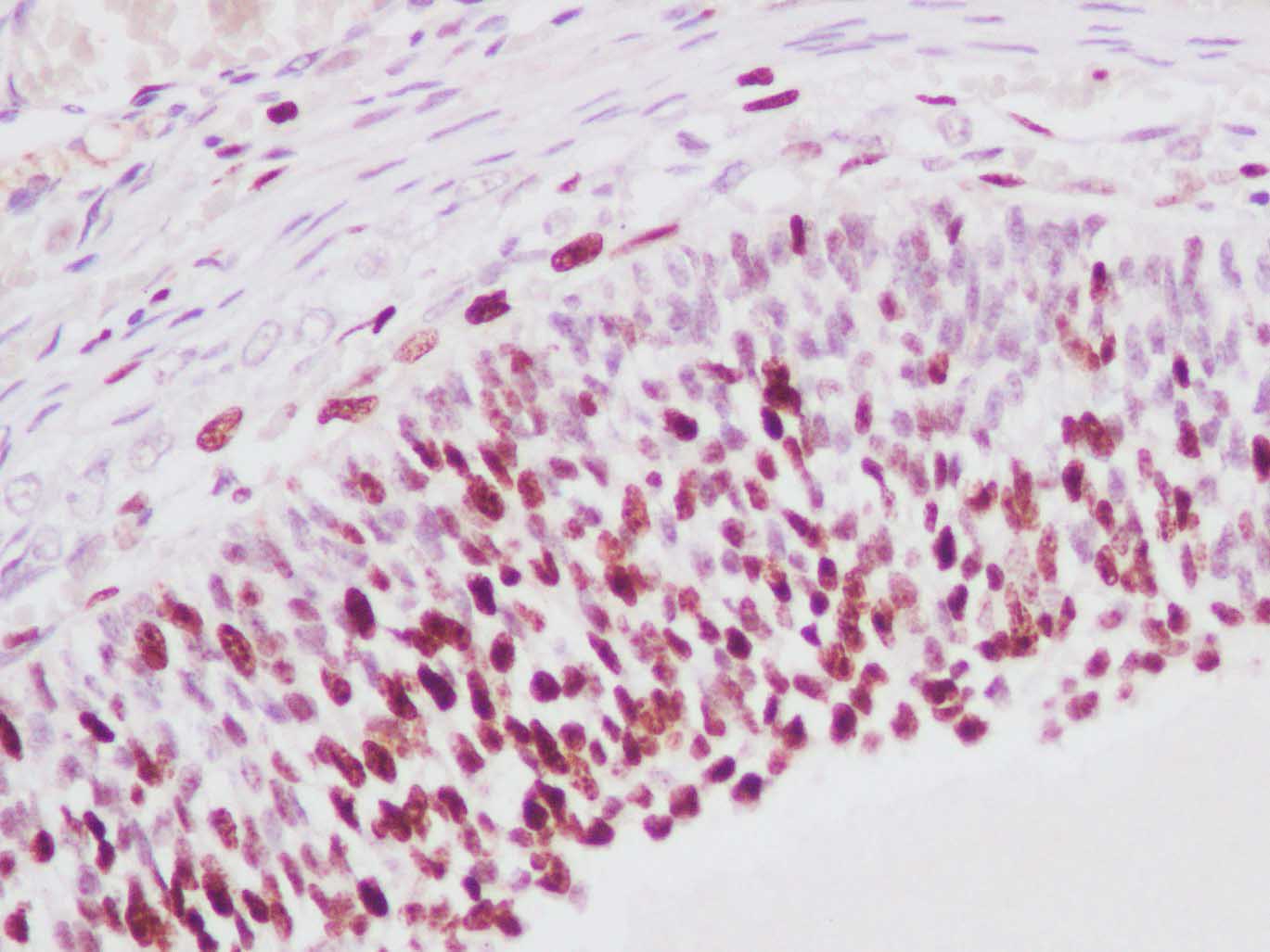 Валидация Elabscience AN004340L