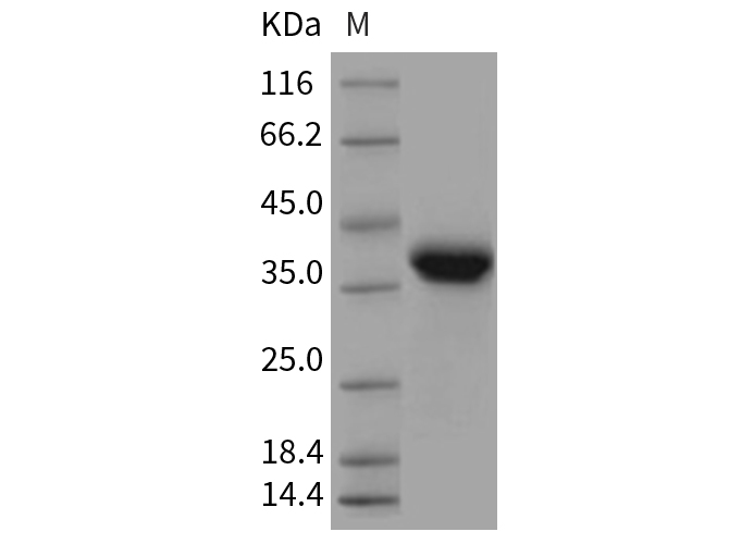 Валидация Elabscience PKSR030246(5603)
