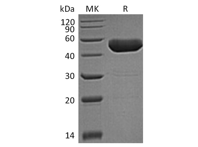 Валидация Elabscience PKSH033551(3850)