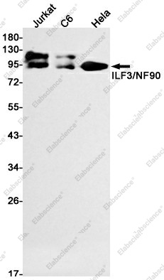 Вестерн-блоттинг, ILF3/NF90, клетки Jurkat, C6, HeLa