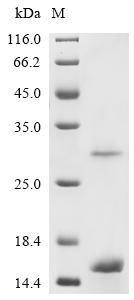 SDS-PAGE