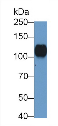 48018