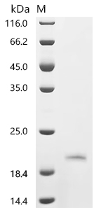 SDS-PAGE
