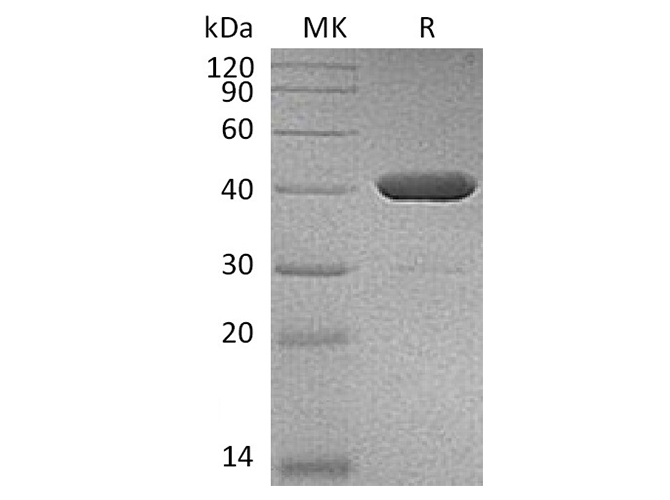 Валидация Elabscience PKSH033646(3931)