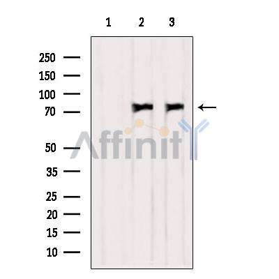 Валидация Affinity AF6409 - 3702