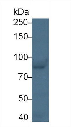 19500