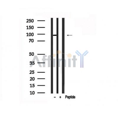 Валидация Affinity AF7538 - 4193