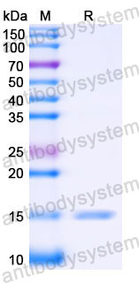 Валидация SDS-PAGE - AntibodySystem RHJ63101