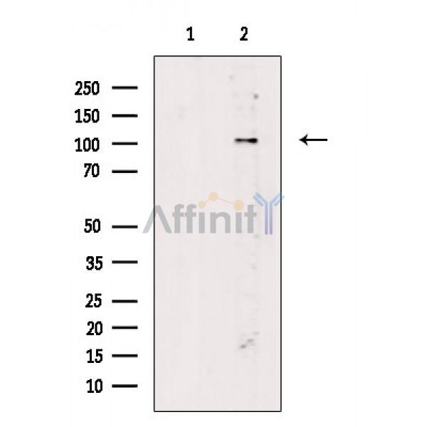 Валидация Affinity DF6446 - 17828