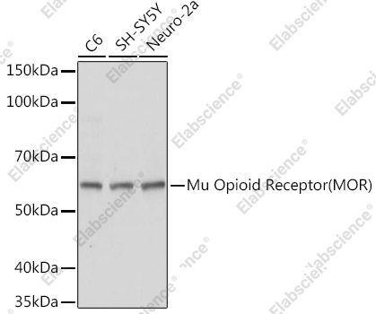 Вестерн-блоттинг, Mu Opioid Receptor, различные клеточные линии