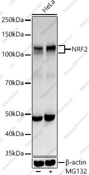 Вестерн-блоттинг, NRF2, клетки HeLa