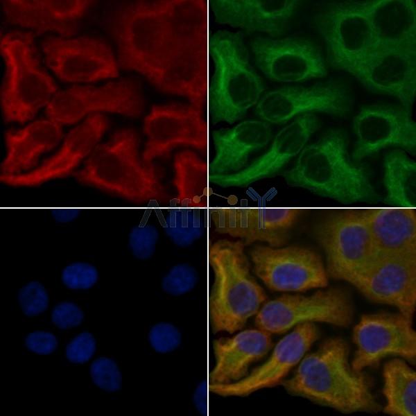 Валидация Affinity DF5038 - 16927