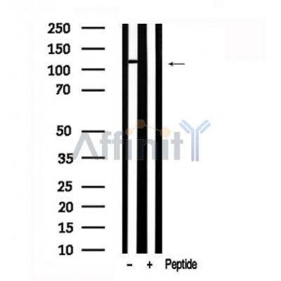 Валидация Affinity AF7606 - 4275