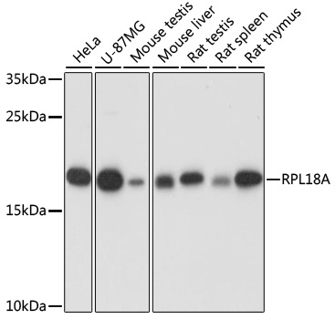 Валидация Elabscience E-AB-66998