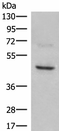 Валидация Elabscience E-AB-52126