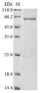 SDS-PAGE