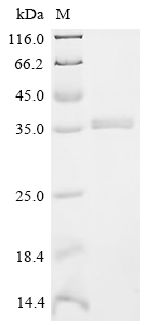 SDS-PAGE