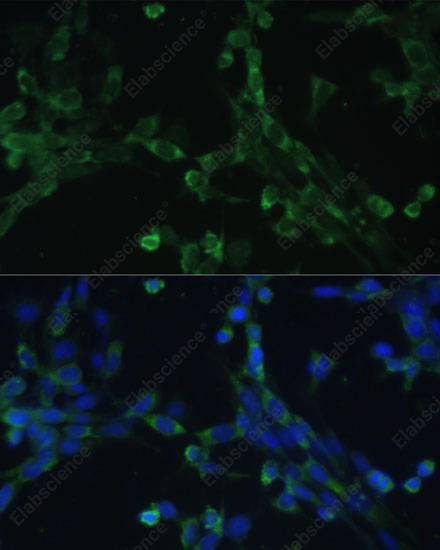 Иммунофлуоресценция, EEF1G, клетки NIH-3T3
