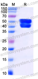 AHJ42202, SDS-PAGE