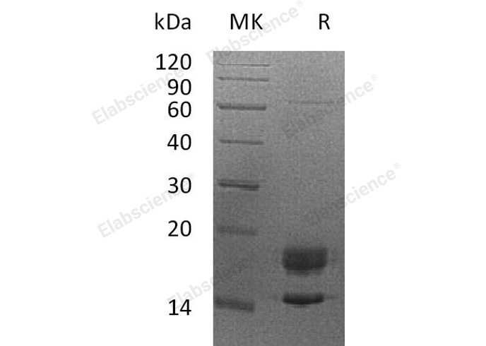 Валидация Elabscience PKSH032770(3194)