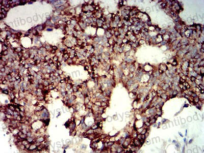 Валидация AntibodySystem RHH08401 (3161)