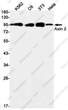 Вестерн-блоттинг, Axin 2, клетки K562, C6, 3T3, HeLa