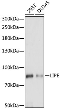Валидация Elabscience E-AB-66535