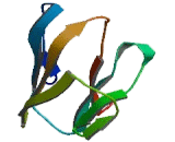 Cell Adhesion Molecule 1 (CADM1) Cell Adhesion Molecule 1 (CADM1)