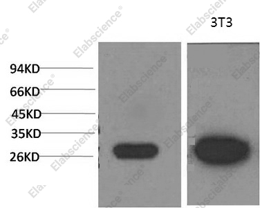 Вестерн-блоттинг, Galectin 3, клетки MCF-7 и 3T3