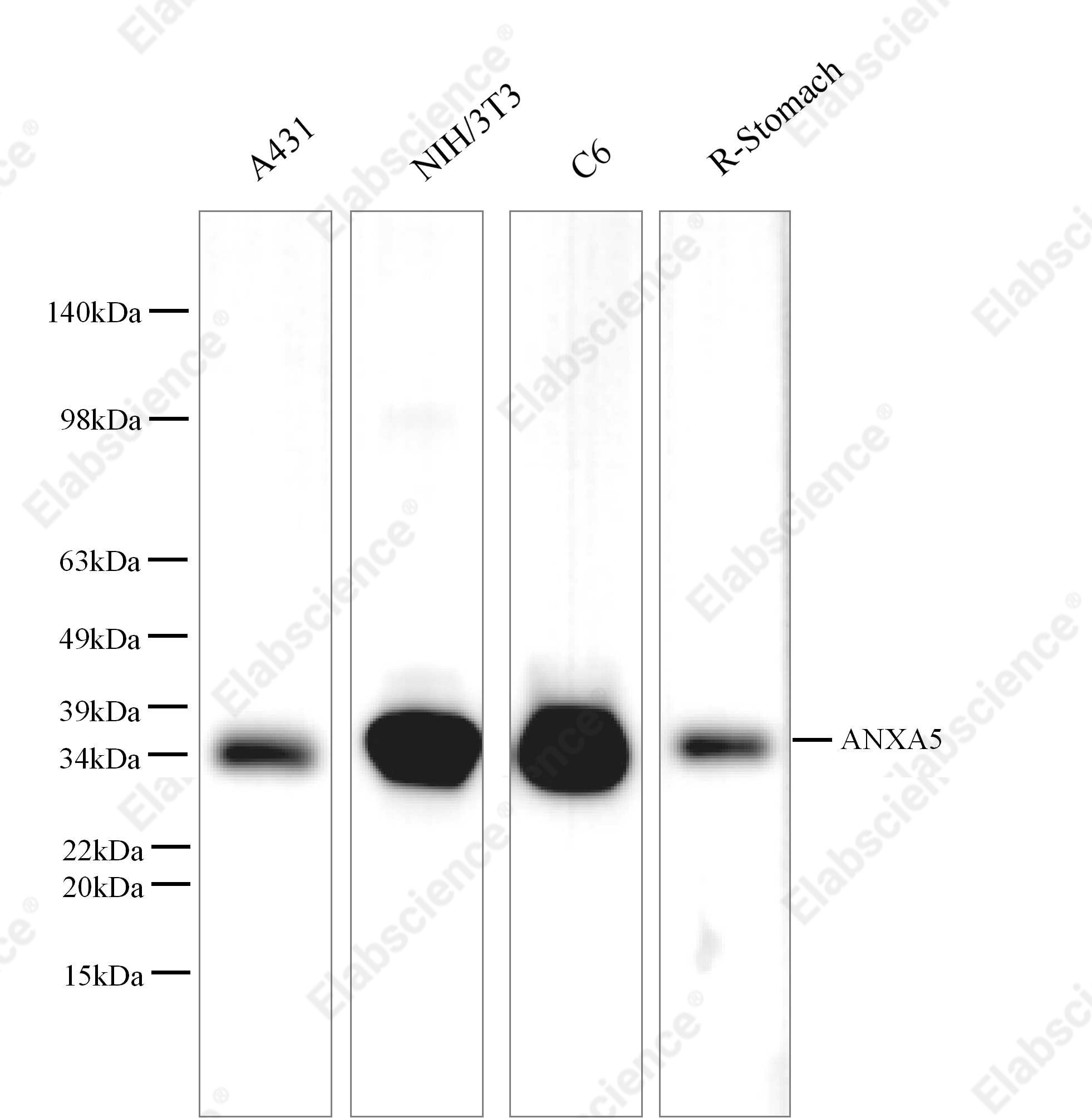 Вестерн-блоттинг, Anxa5, различные клеточные линии и ткань желудка крысы