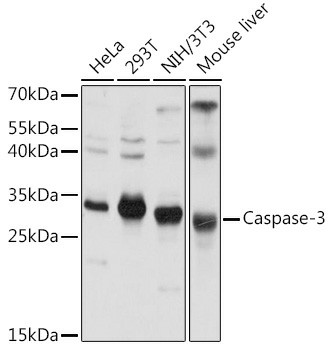 Валидация Elabscience E-AB-60017