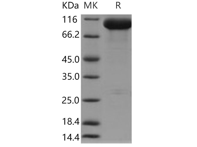 Валидация Elabscience PKSM040800(4764)