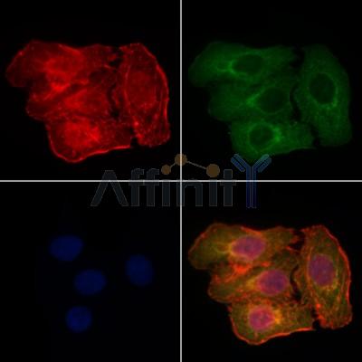 Валидация Affinity DF2954 - 13699