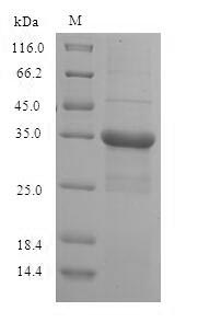 SDS-PAGE