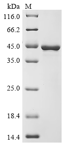 SDS-PAGE