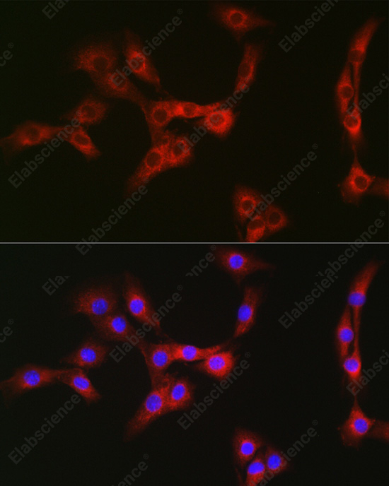 Иммунофлуоресценция, Nesprin 1, клетки NIH/3T3