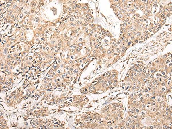 Валидация Elabscience E-AB-52254