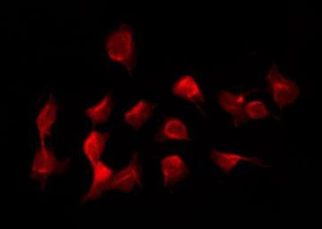 Валидация AssayVector ARM1258(672)