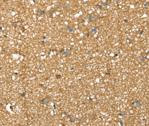 Валидация Elabscience E-AB-16897