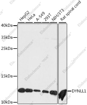 Вестерн-блоттинг, DYNLL1, различные клеточные линии