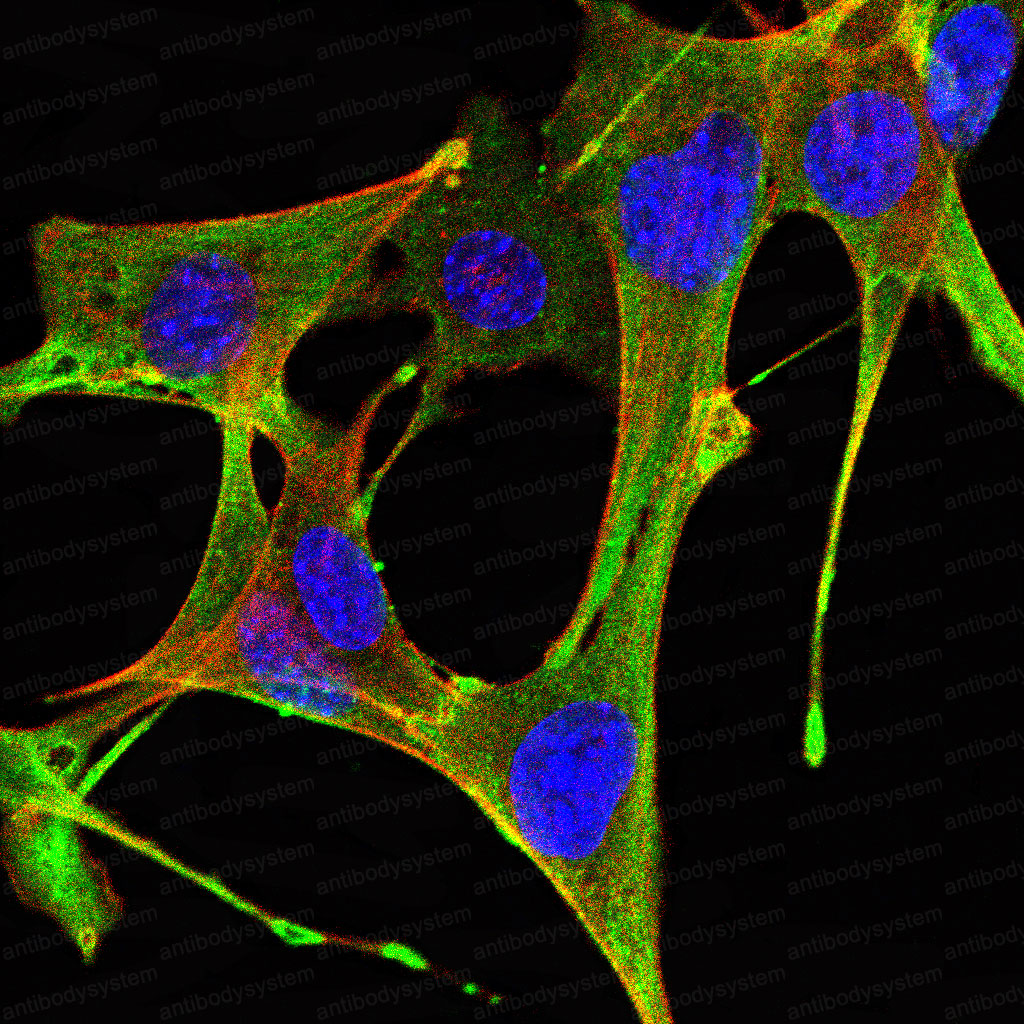 Валидация IF - AntibodySystem RHC97803 (484)