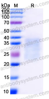 AHH02204, SDS-PAGE