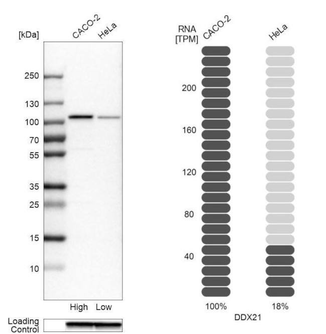 Валидация AssayVector ARM1982(2889)