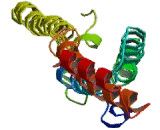 Multiple Endocrine Neoplasia I (MEN1)