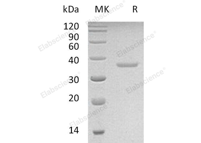 Валидация Elabscience PKSH033005(3390)