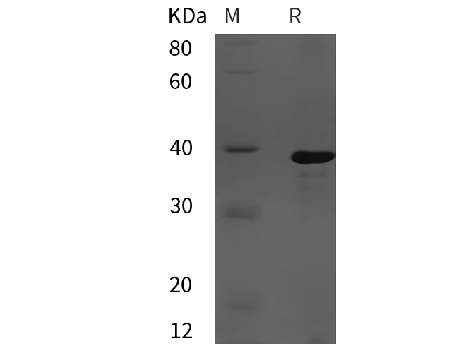 Валидация Elabscience PDEH101044(435)