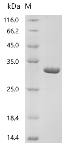 SDS-PAGE