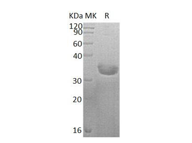 Валидация Elabscience PKSH033086(3453)