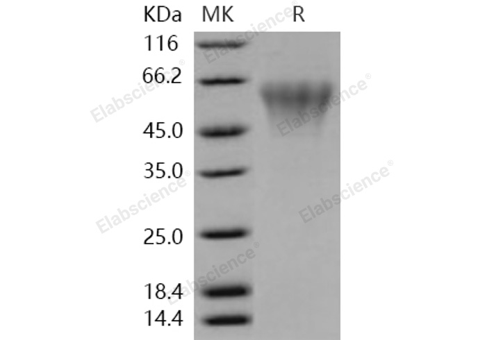 Валидация Elabscience PKSH031041(1842)